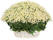Цветочная композиция из Ромашки в корзине #REPLACE_PRED# Захарово Раменского района